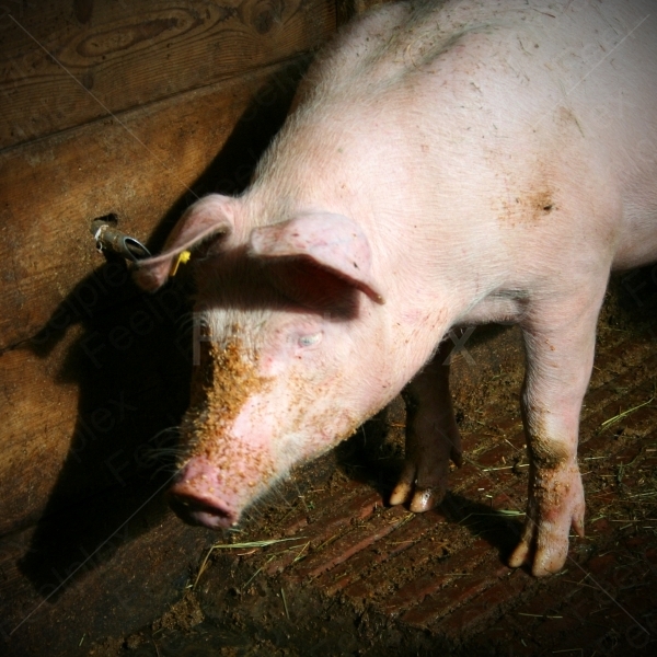 Schweinefütterung