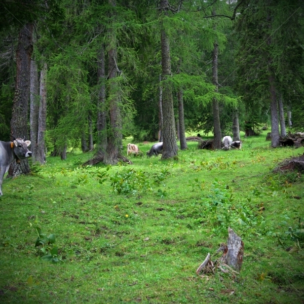 Kuhglocken - Tarrenton Alm