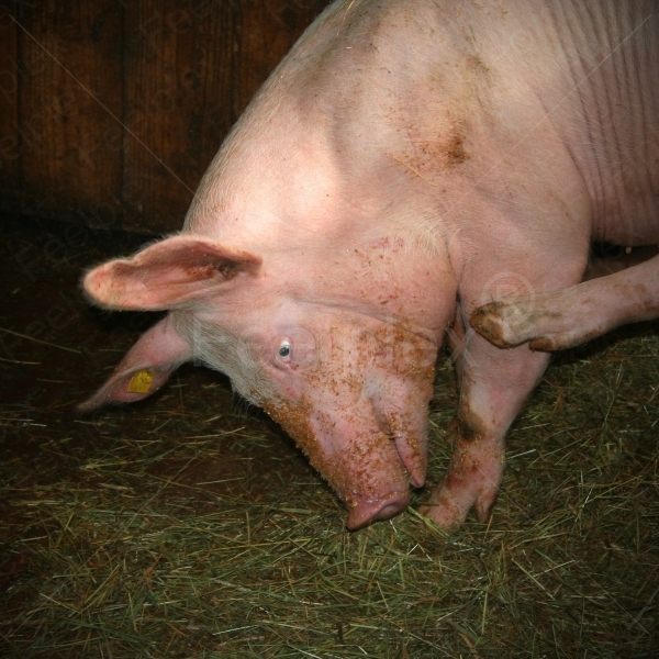Schmatzen der Schweine