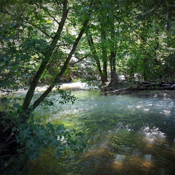 Der Elzbach in Rheinland-Pfalz