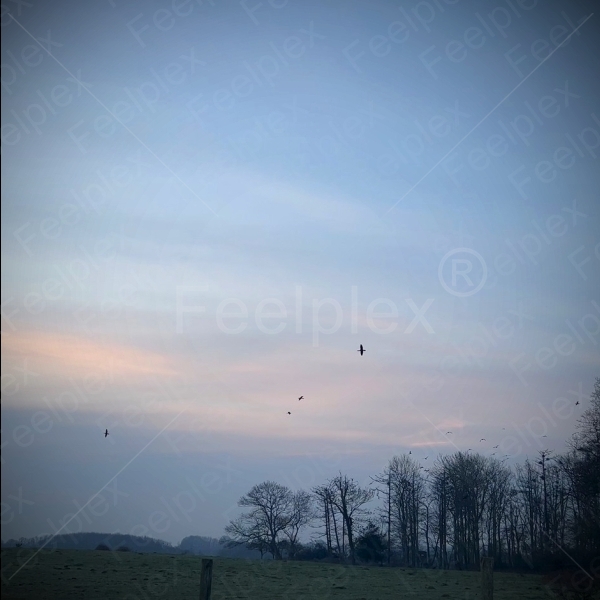 Morning Symphony in Geltinger Birk