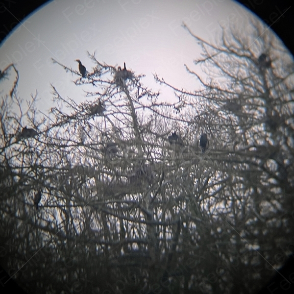 Morgensymphonie in der Geltinger Birk