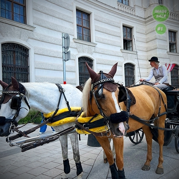 Akustische Passage: Vom Burghof zum Heldenplatz