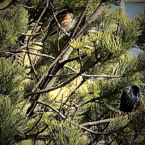 Bird Choir in Downtown Reykjavík