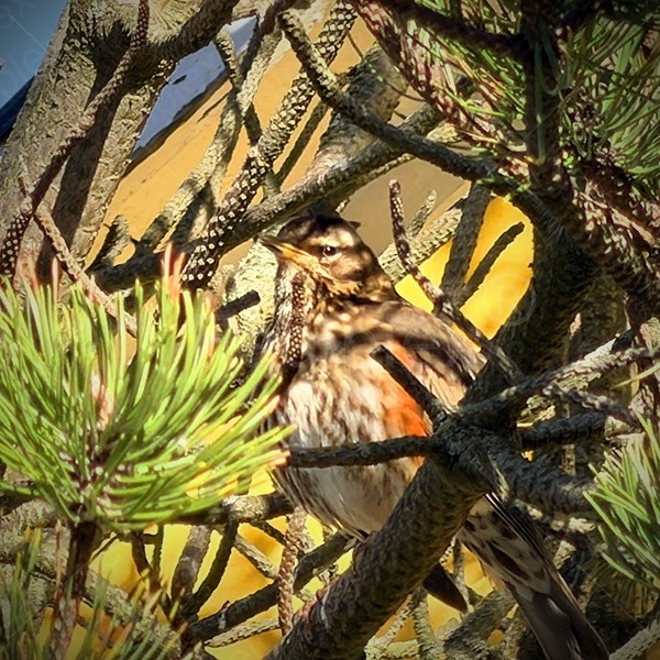 Vogelchor im Stadtzentrum von Reykjavík