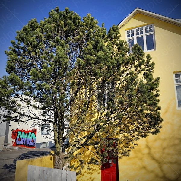 Bird Choir in Downtown Reykjavík