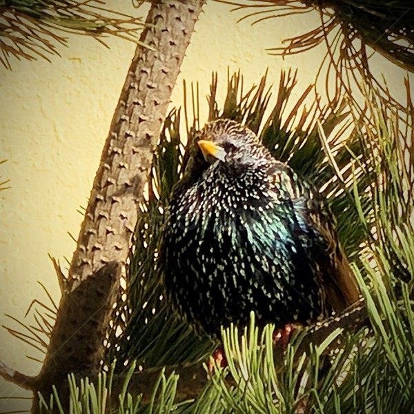 Bird Choir in Downtown Reykjavík