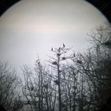 Morgensymphonie in der Geltinger Birk