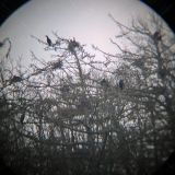 Morgensymphonie in der Geltinger Birk