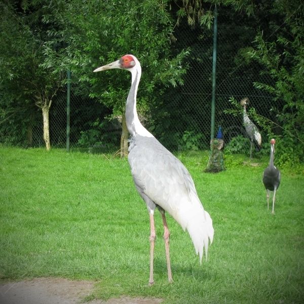 Kranich Gesang