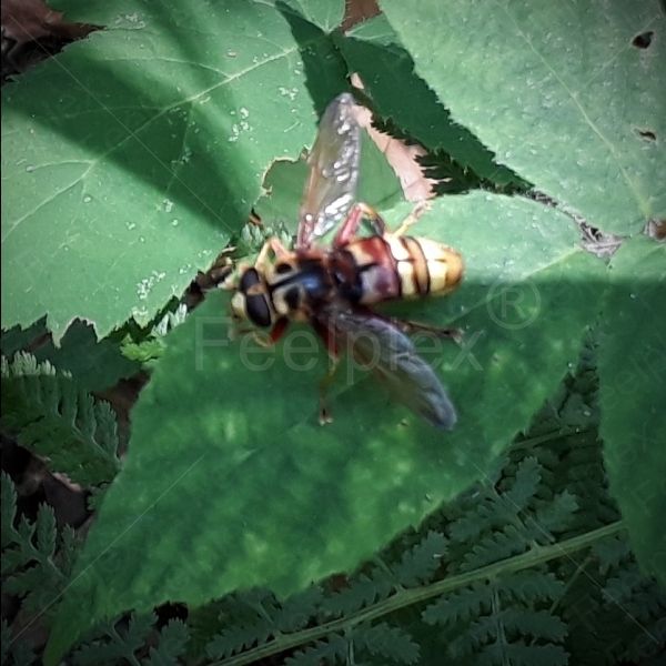 Wespenschwebfliege