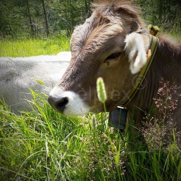 Kuhglocken
