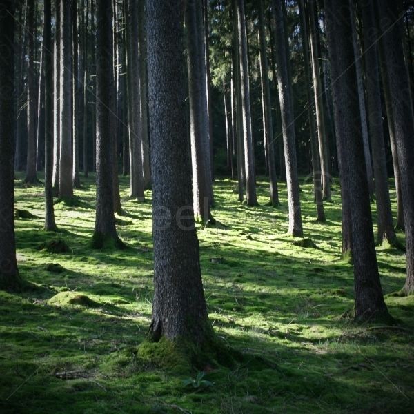 Eulenberg-Wald