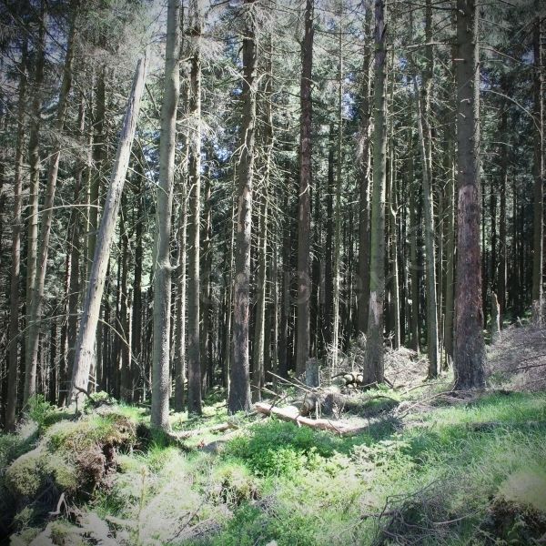 Der schwarze Wald im Harz