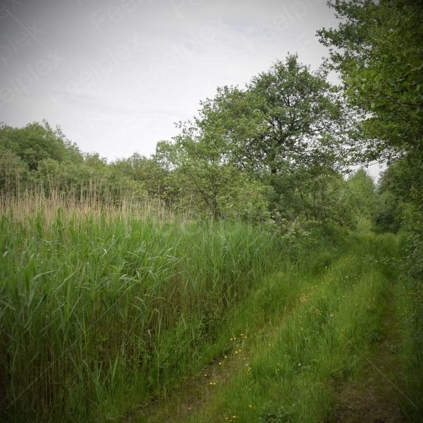 Kuckuck im Moorgebiet