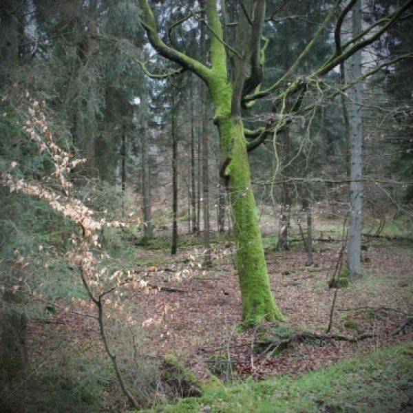 Möllner Wald