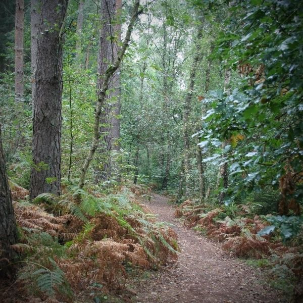 Regen im Laubwald
