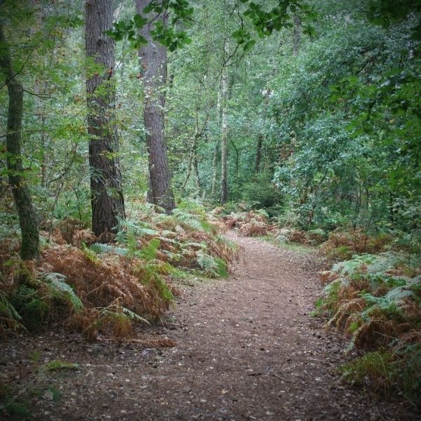 Regen im Laubwald