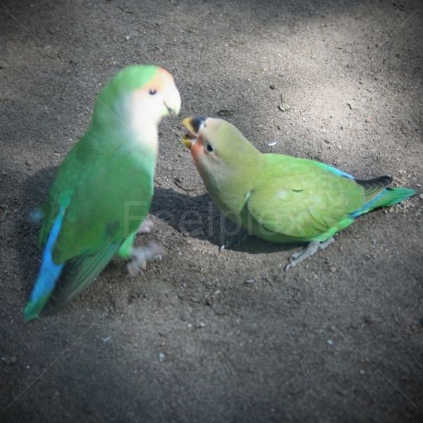 Rosenköpfchen / Lovebird
