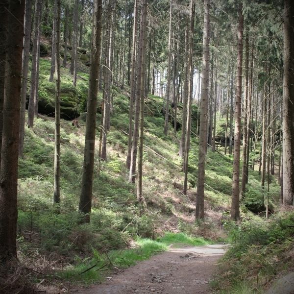 Waldgeräusche der Sächsischen Schweiz
