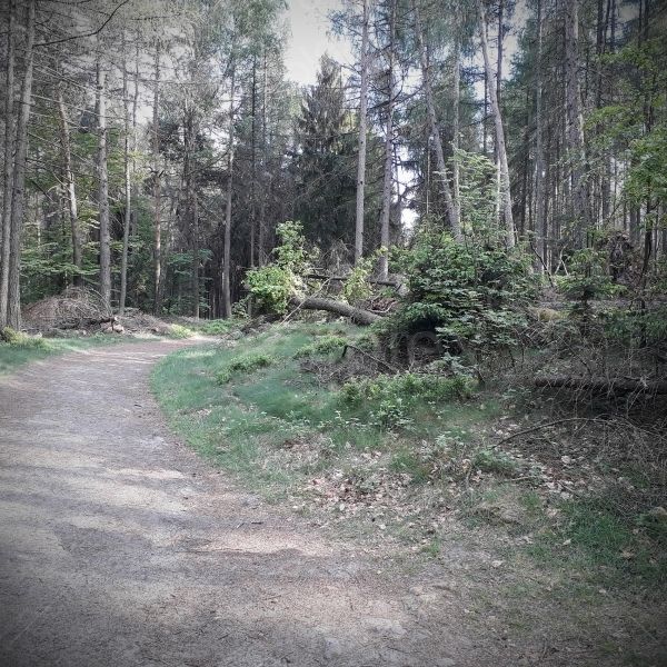 Der Regen im Nationalpark der Sächsischen Schweiz
