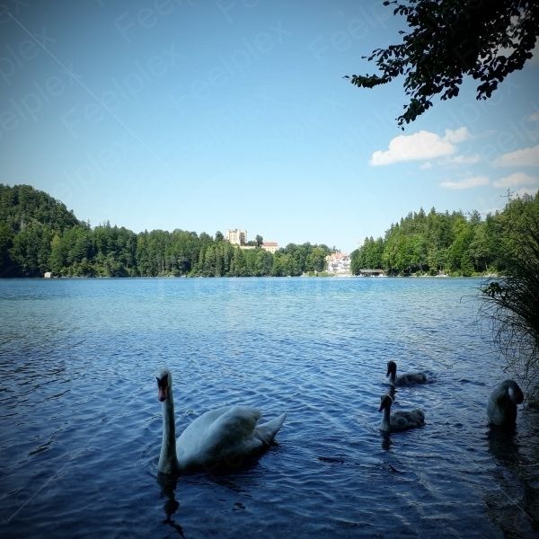 Alpsee im Allgäu