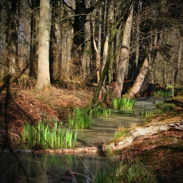 Naturwald Stodthagen