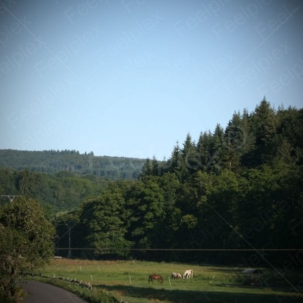 Rockenburger Urwaldpfad