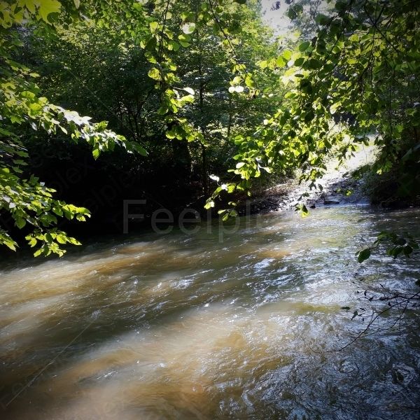 Der Elzbach in Rheinland-Pfalz