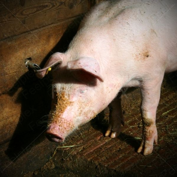Schmatzen der Schweine