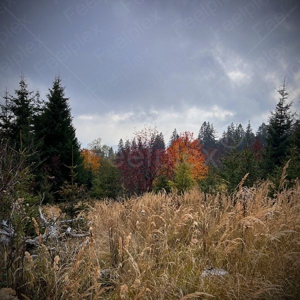 Schöckl-Plateau – Naturerlebnis auf 1342m Höhe