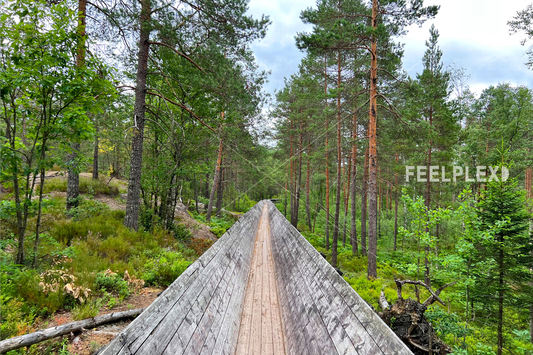 Holzweg durch den Flößerrinnen-Wald